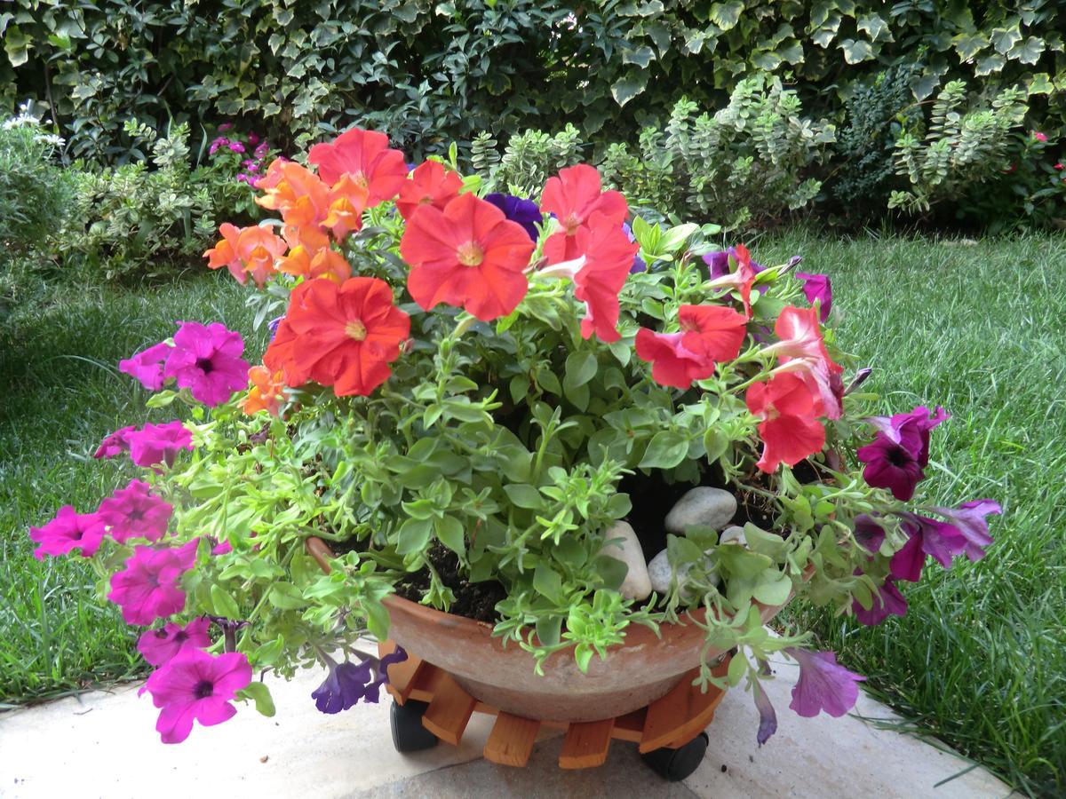 Bed and Breakfast Il Giardino Di Alisa Tivoli Exterior foto